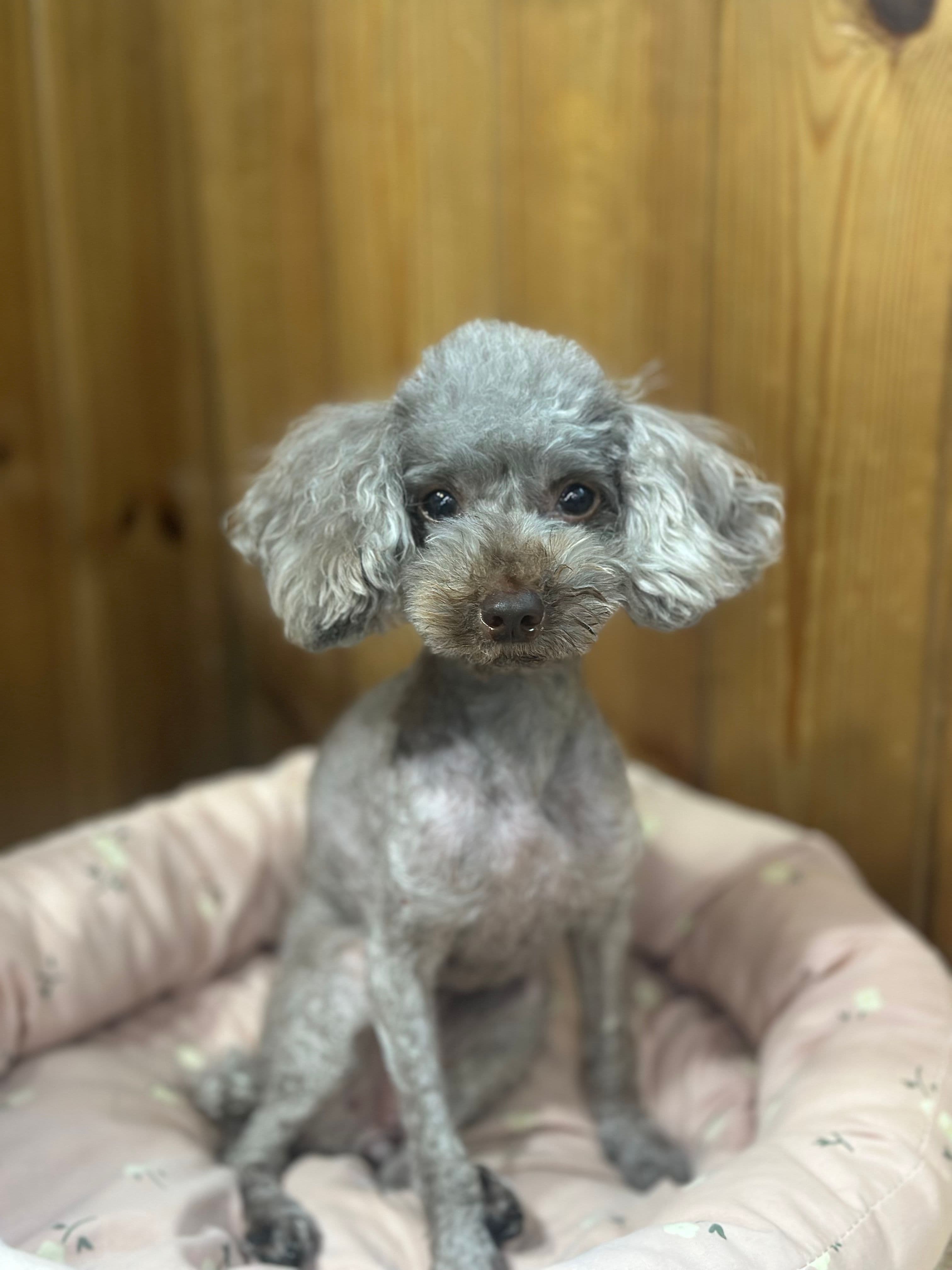 초코